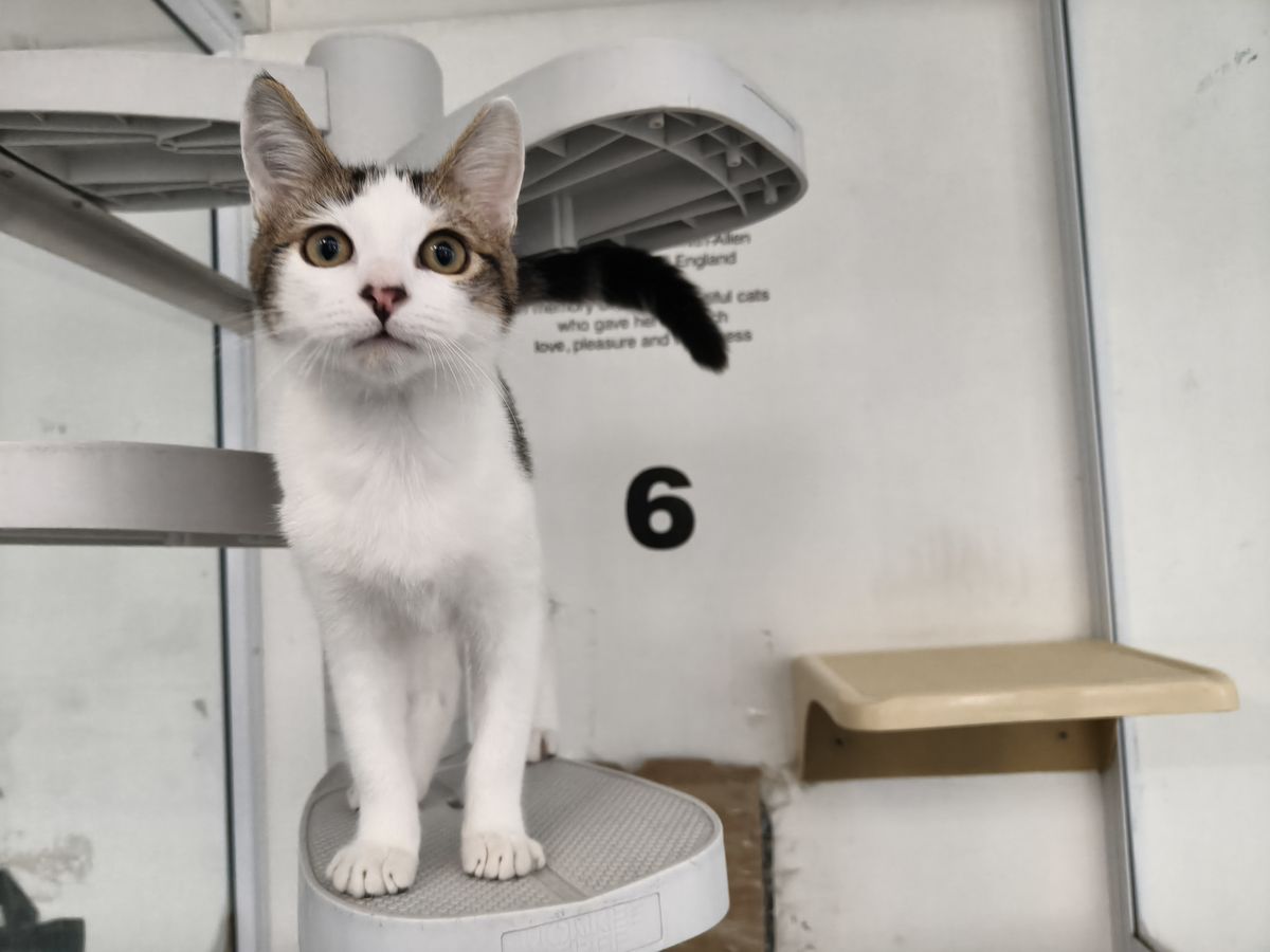 Gallery image: George 