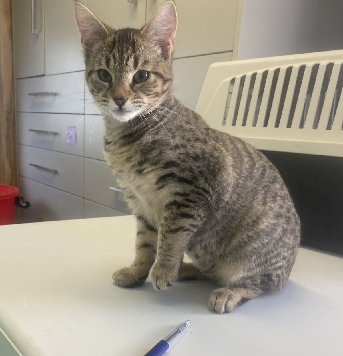 Gallery image: Honey 