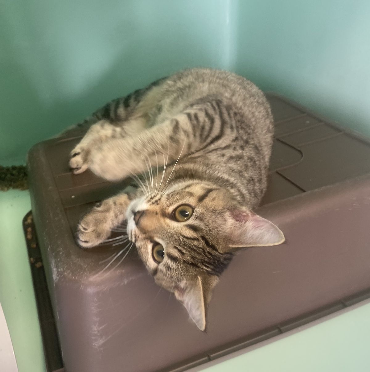 Gallery image: Honey 