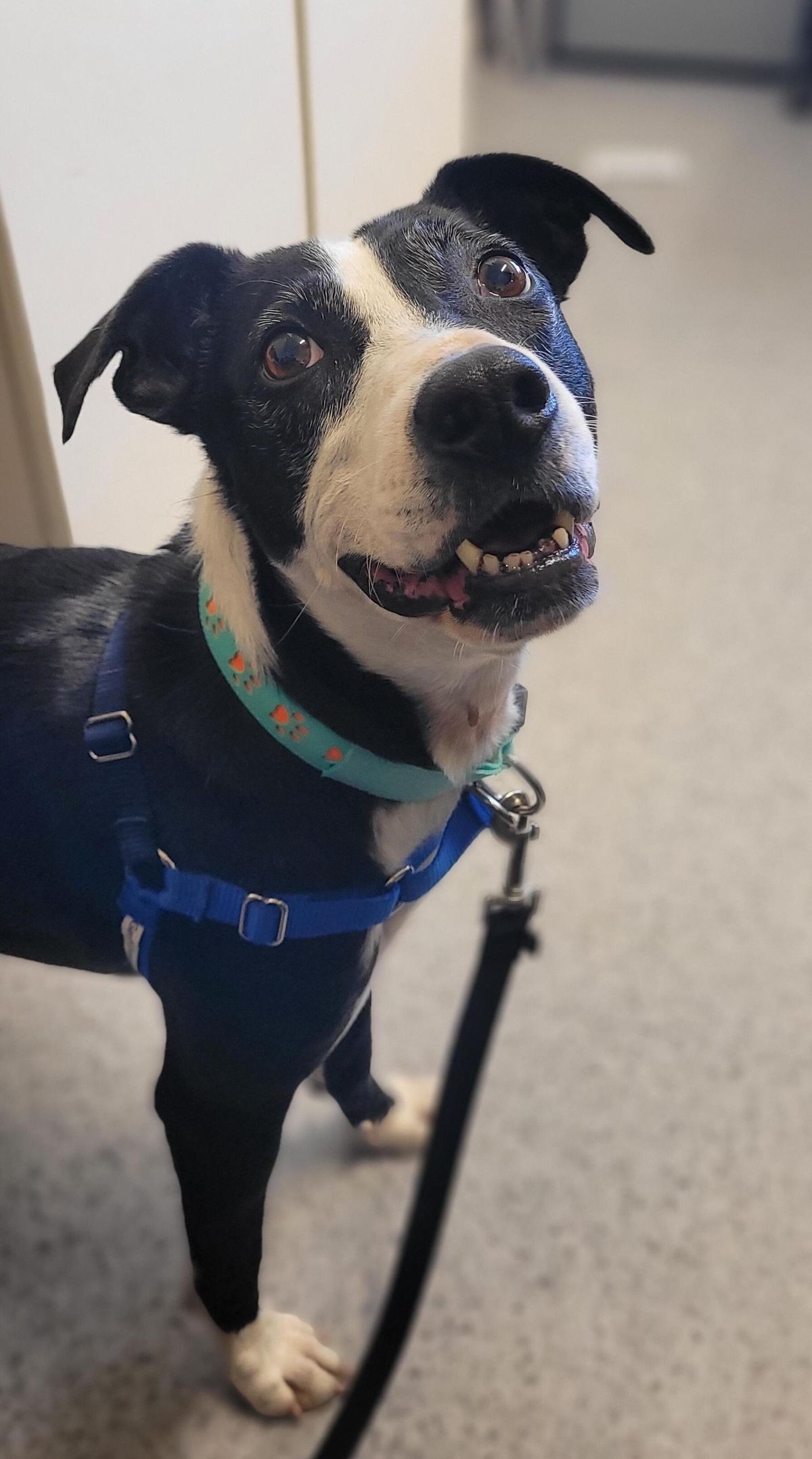 Gallery image: Midge