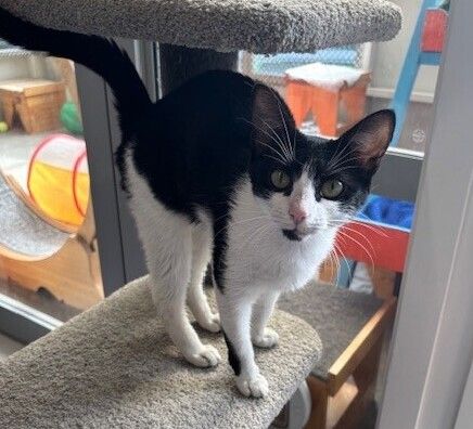 Gallery image: Magpie