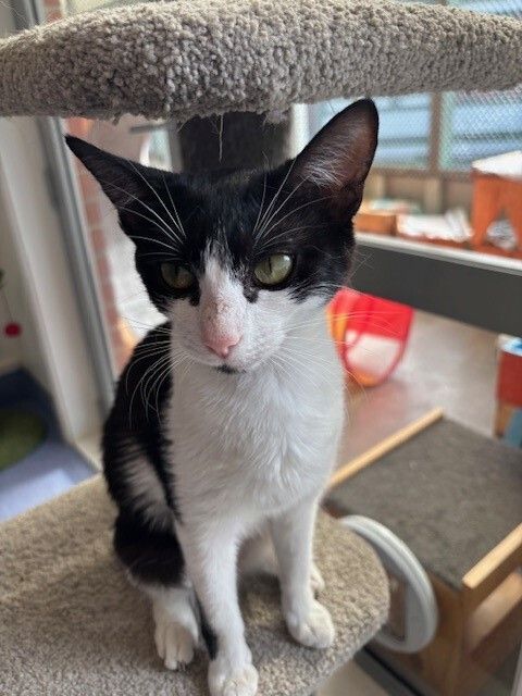 Gallery image: Magpie