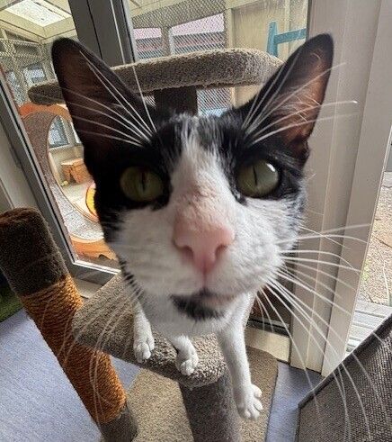 Gallery image: Magpie