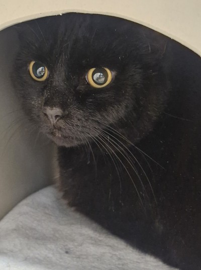 Lucy - Domestic Short Hair