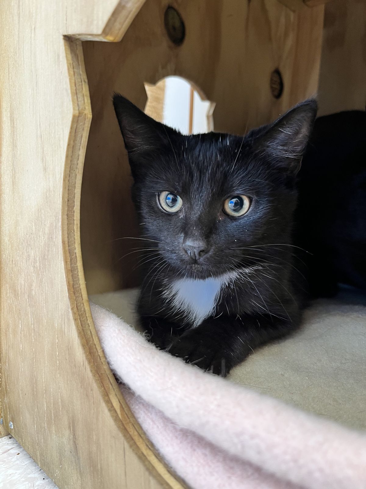 Gallery image: Aioli