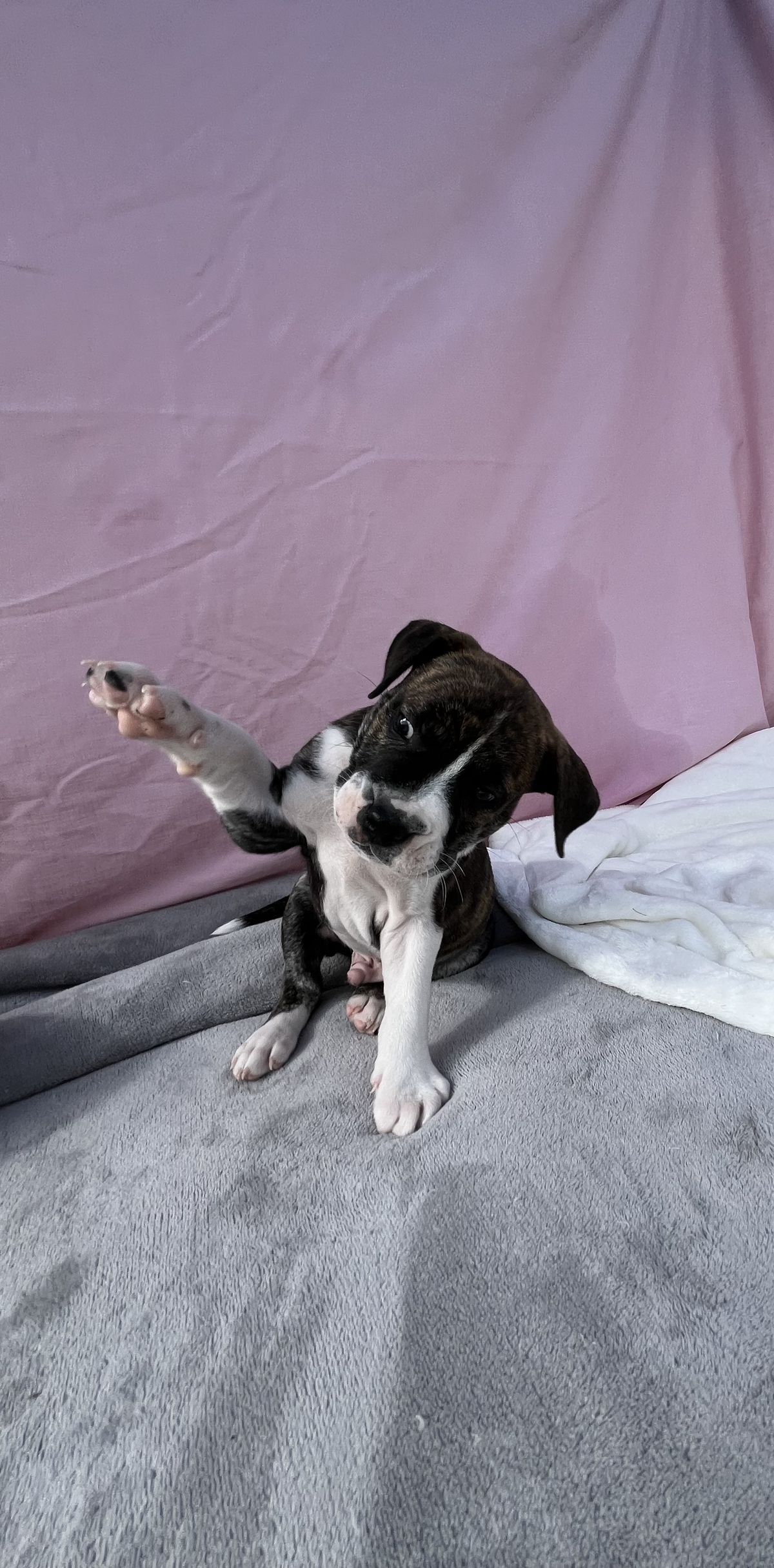 Gallery image: Whisky