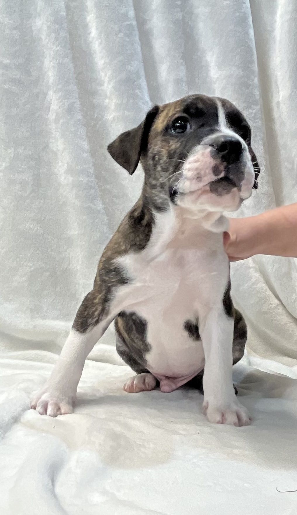 Gallery image: Whisky