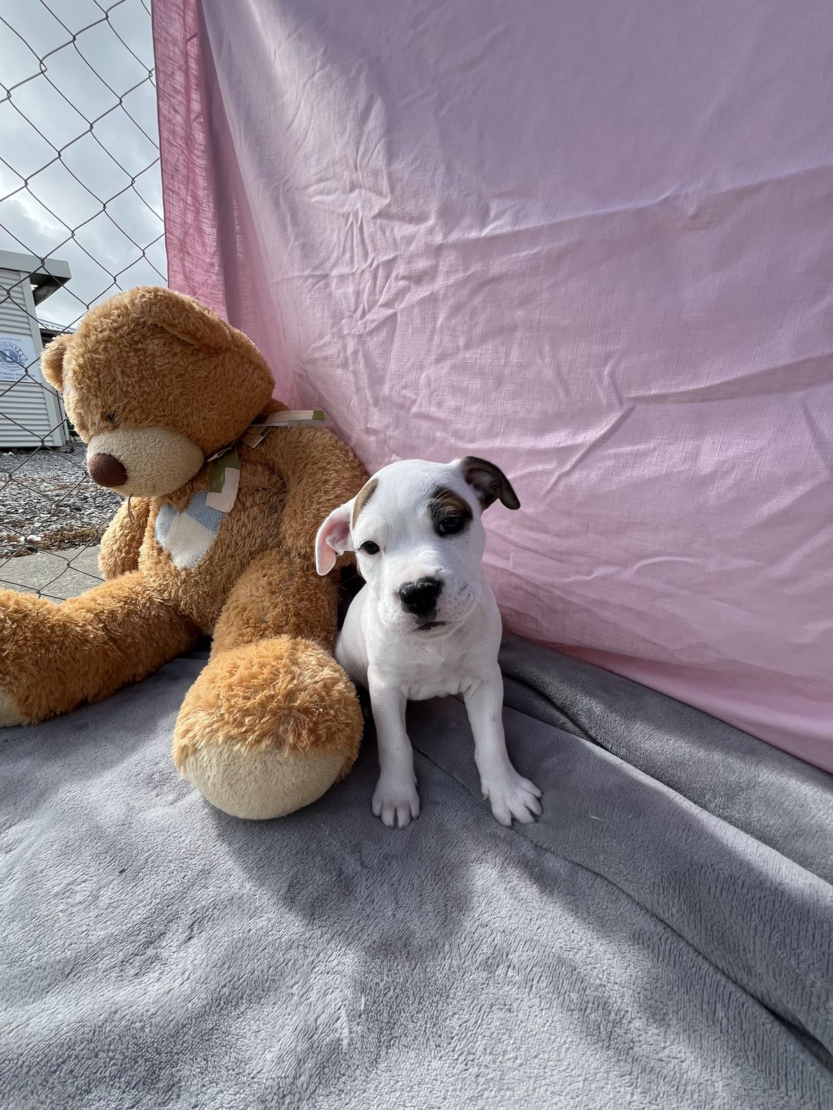 Gallery image: Bailey