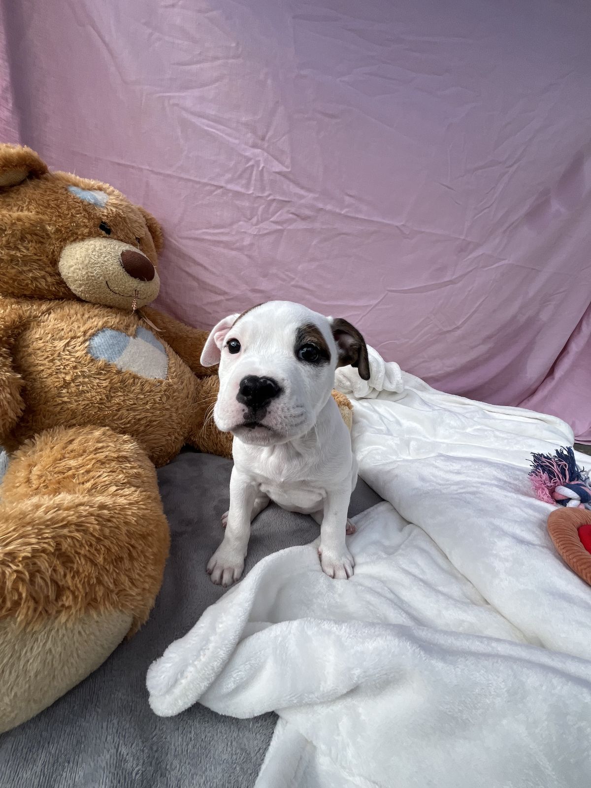 Gallery image: Bailey