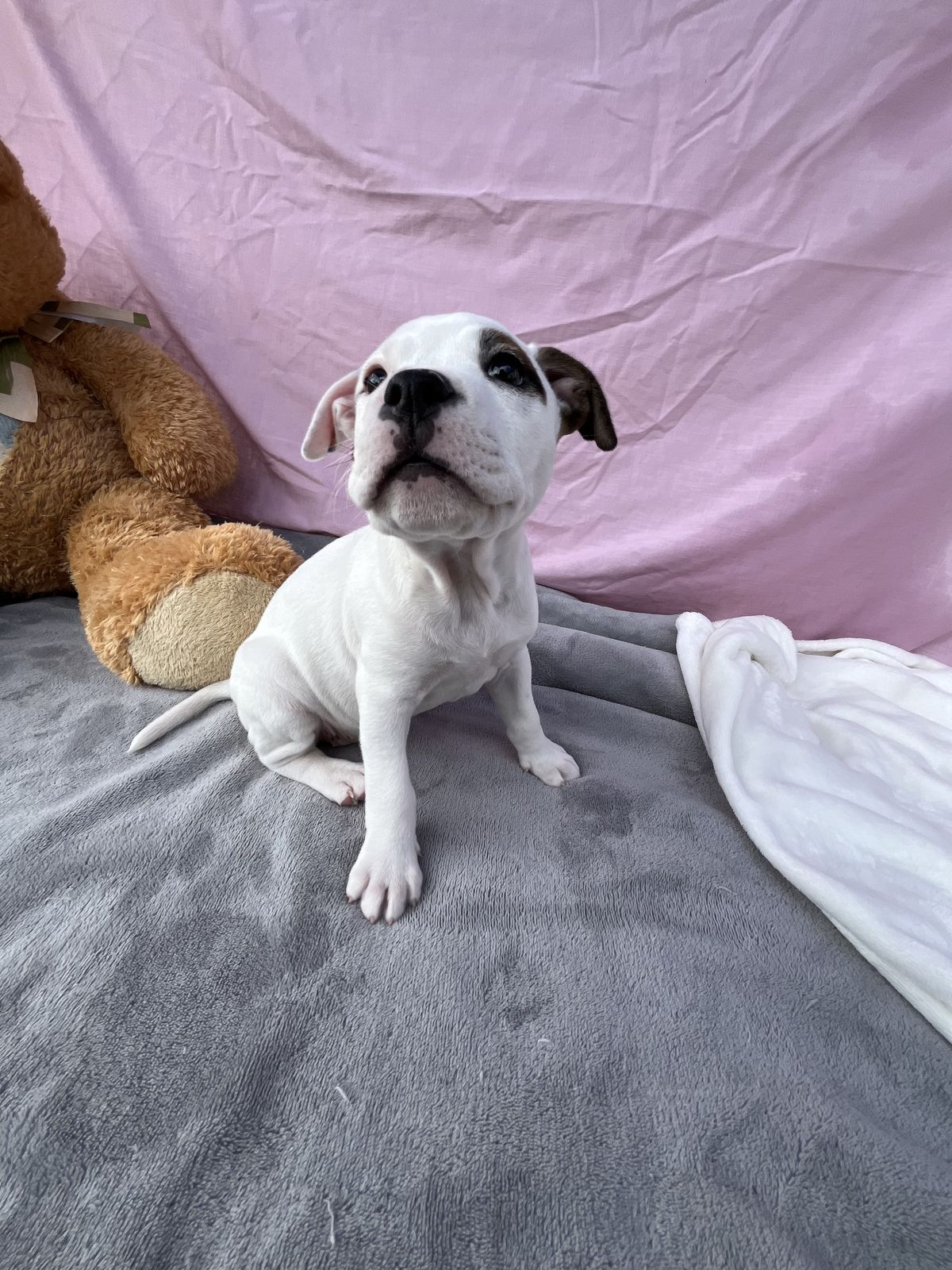 Gallery image: Bailey