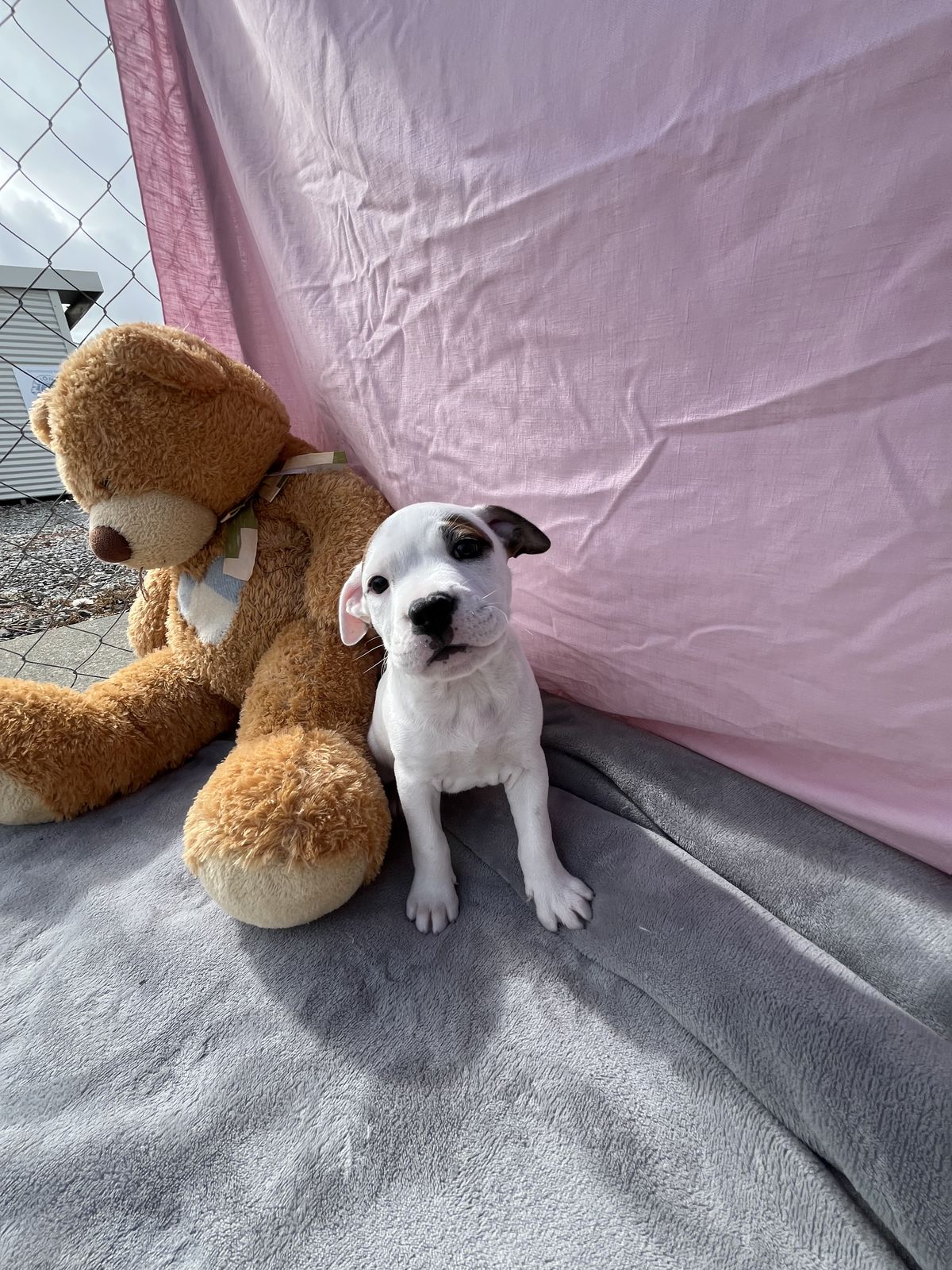 Gallery image: Bailey