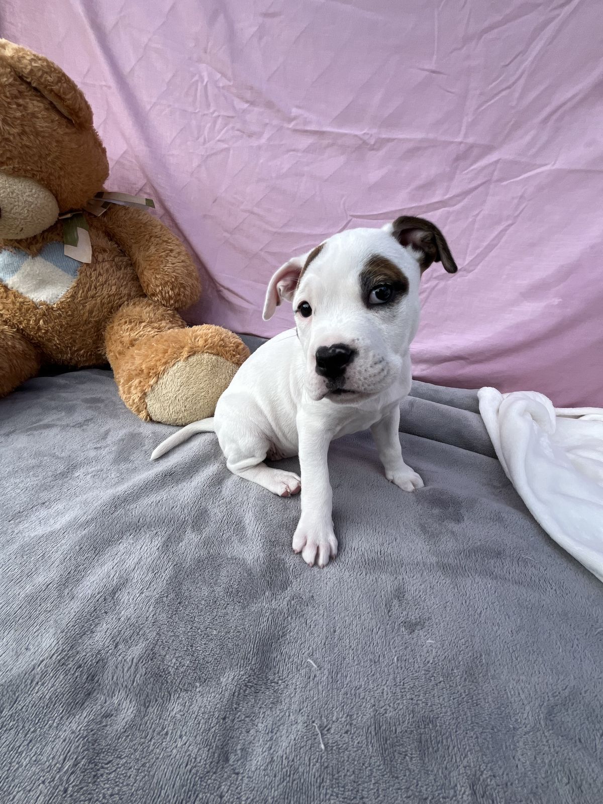 Gallery image: Bailey