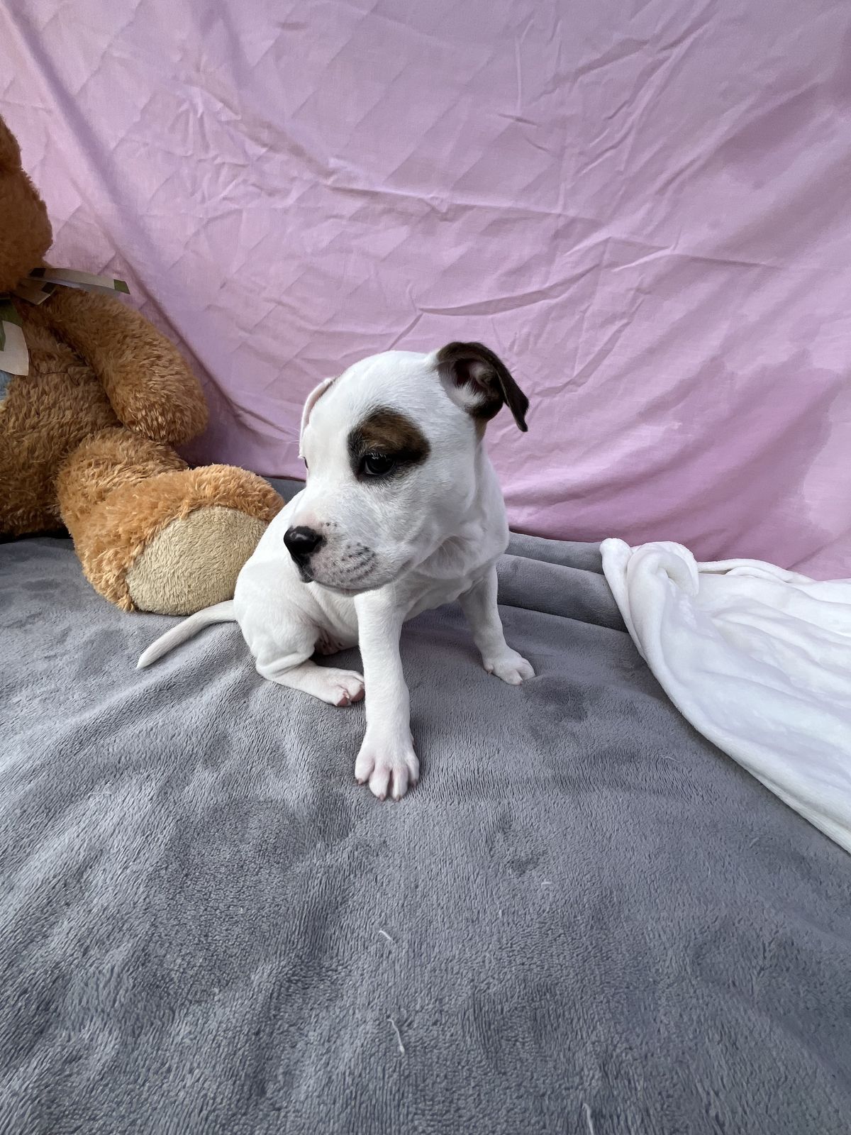 Gallery image: Bailey