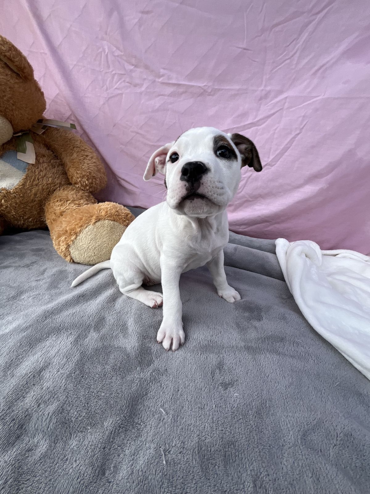 Gallery image: Bailey