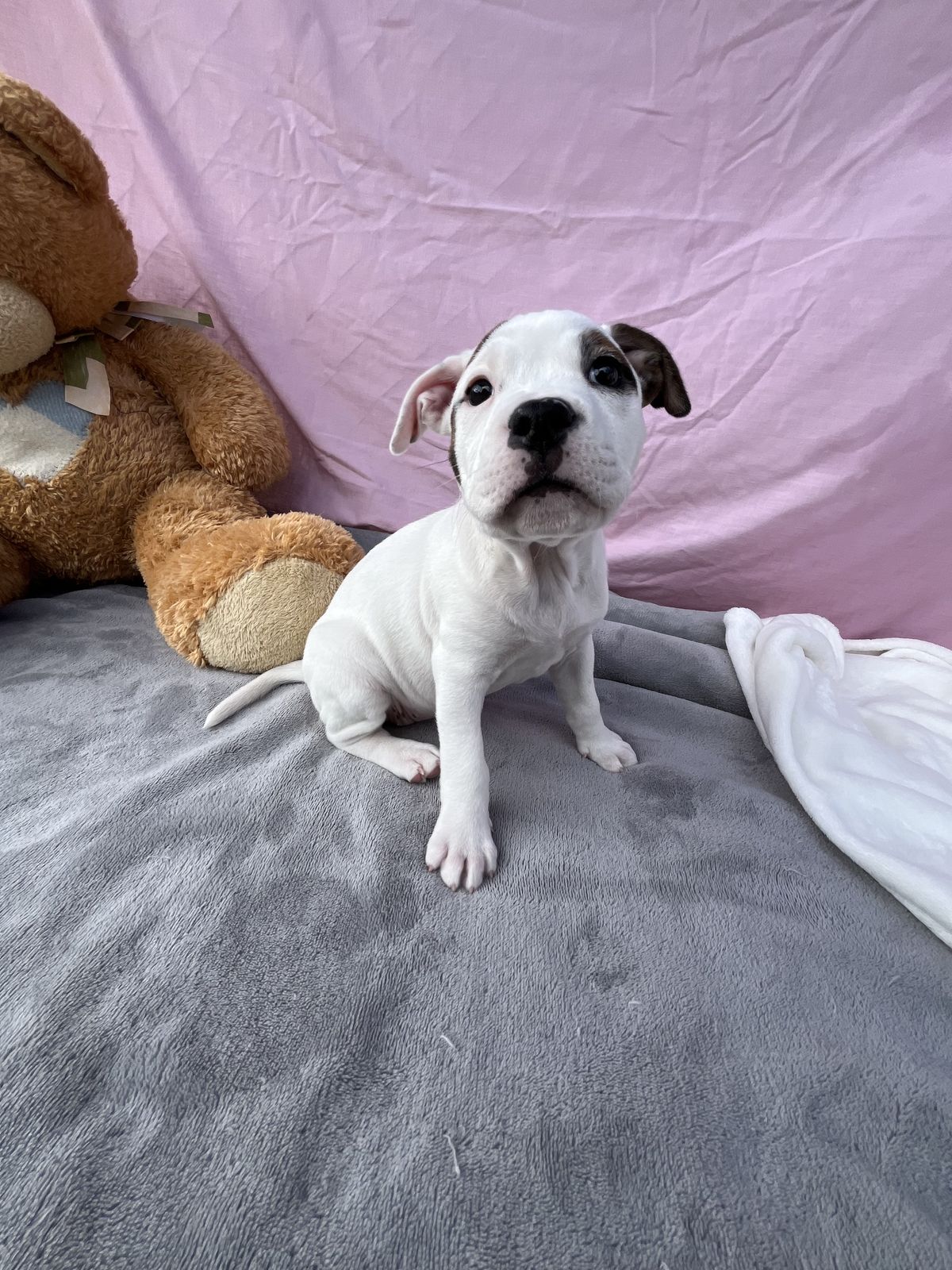 Gallery image: Bailey