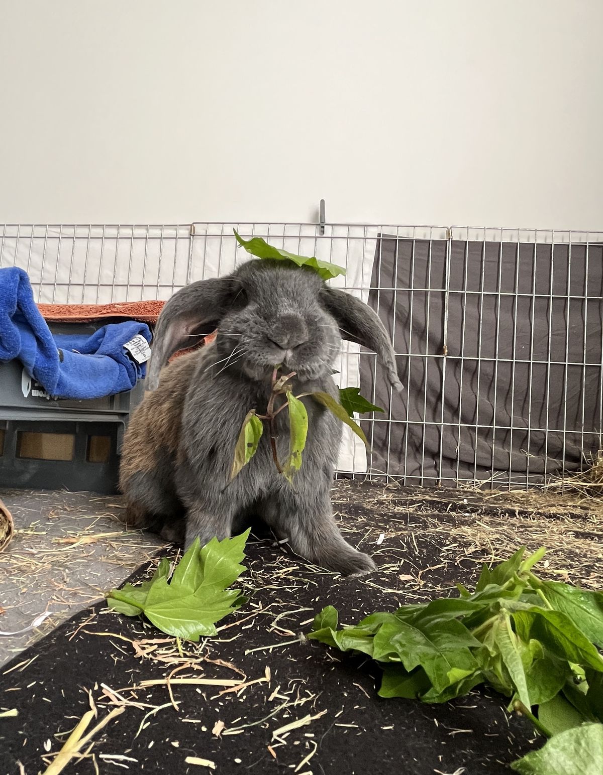 Gallery image: Manny