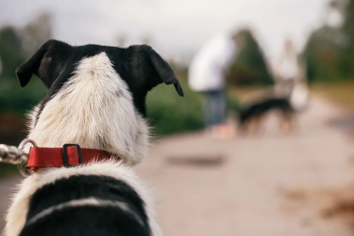 Long-overdue review of Dog Control Act must deliver real change 