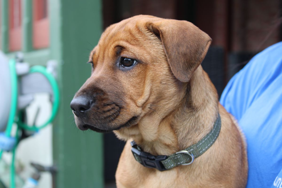 Gallery image: Tater