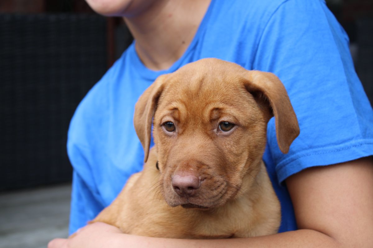 Gallery image: Cheddar