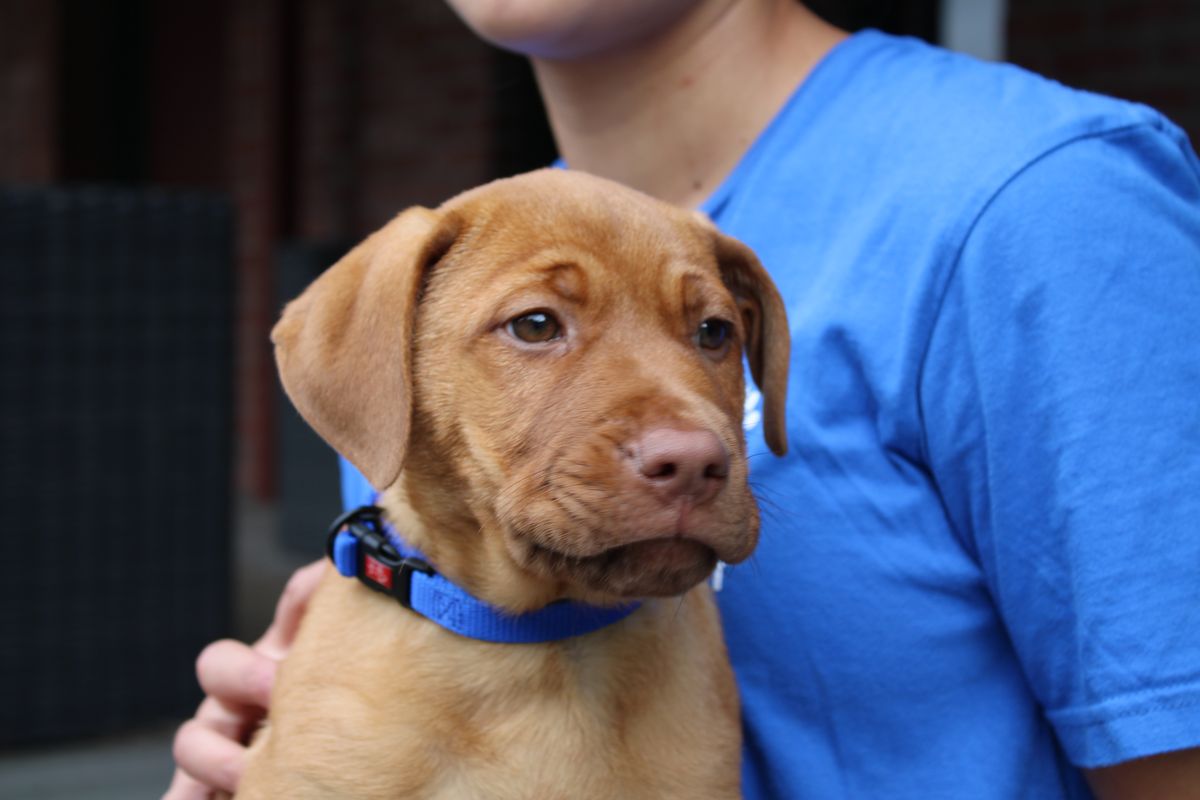 Gallery image: Cheddar