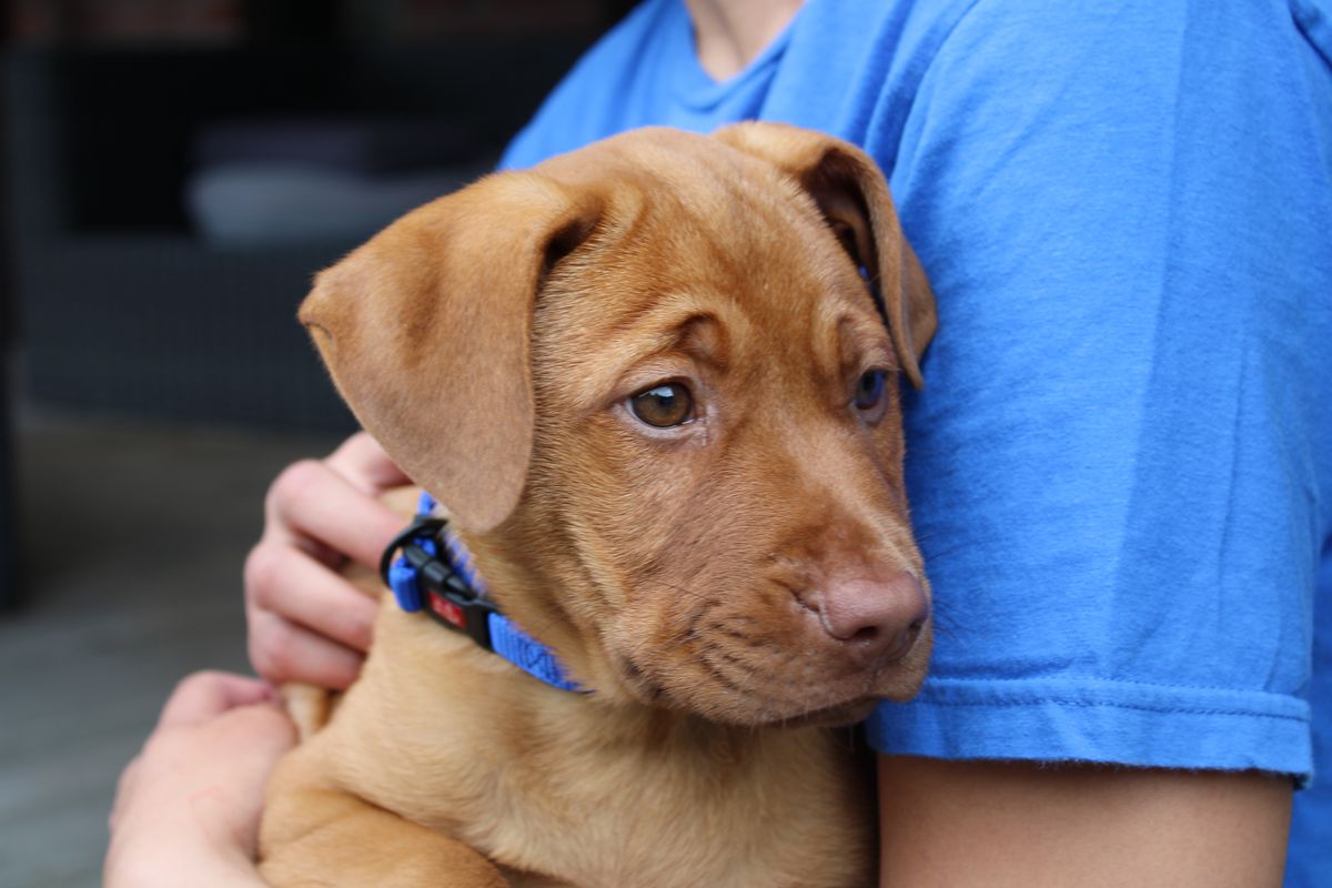 Gallery image: Cheddar