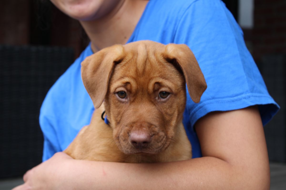 Gallery image: Cheddar