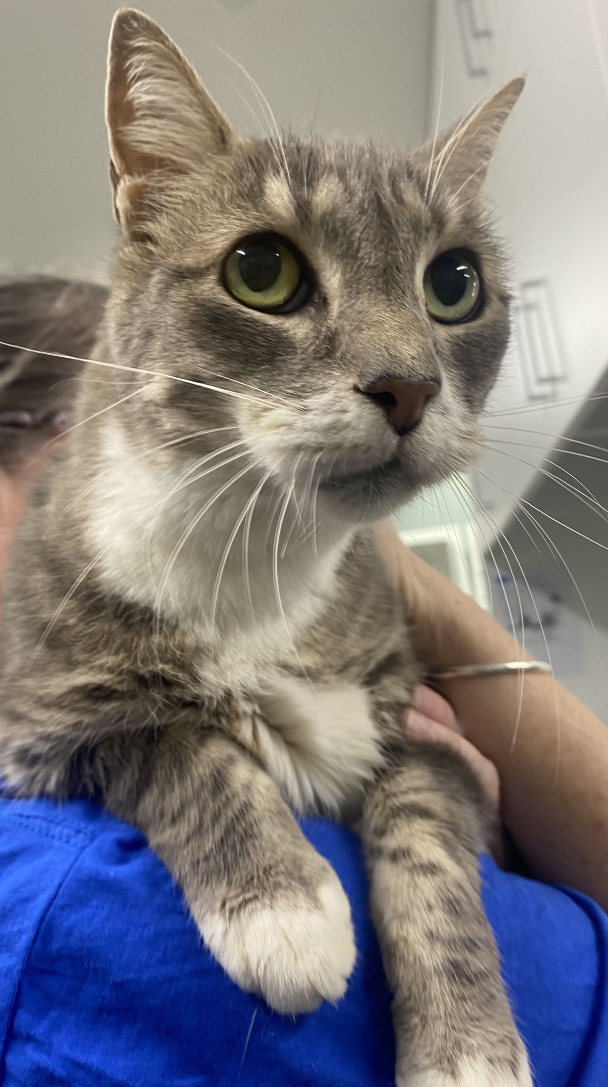 Gallery image: Wallace