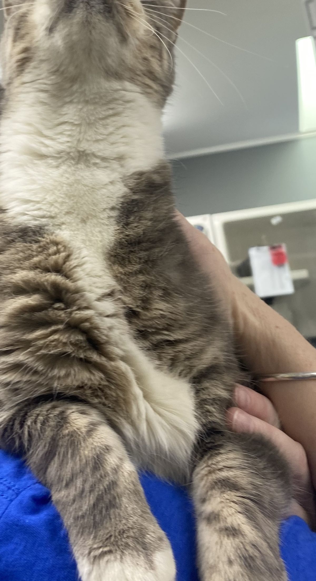 Gallery image: Wallace