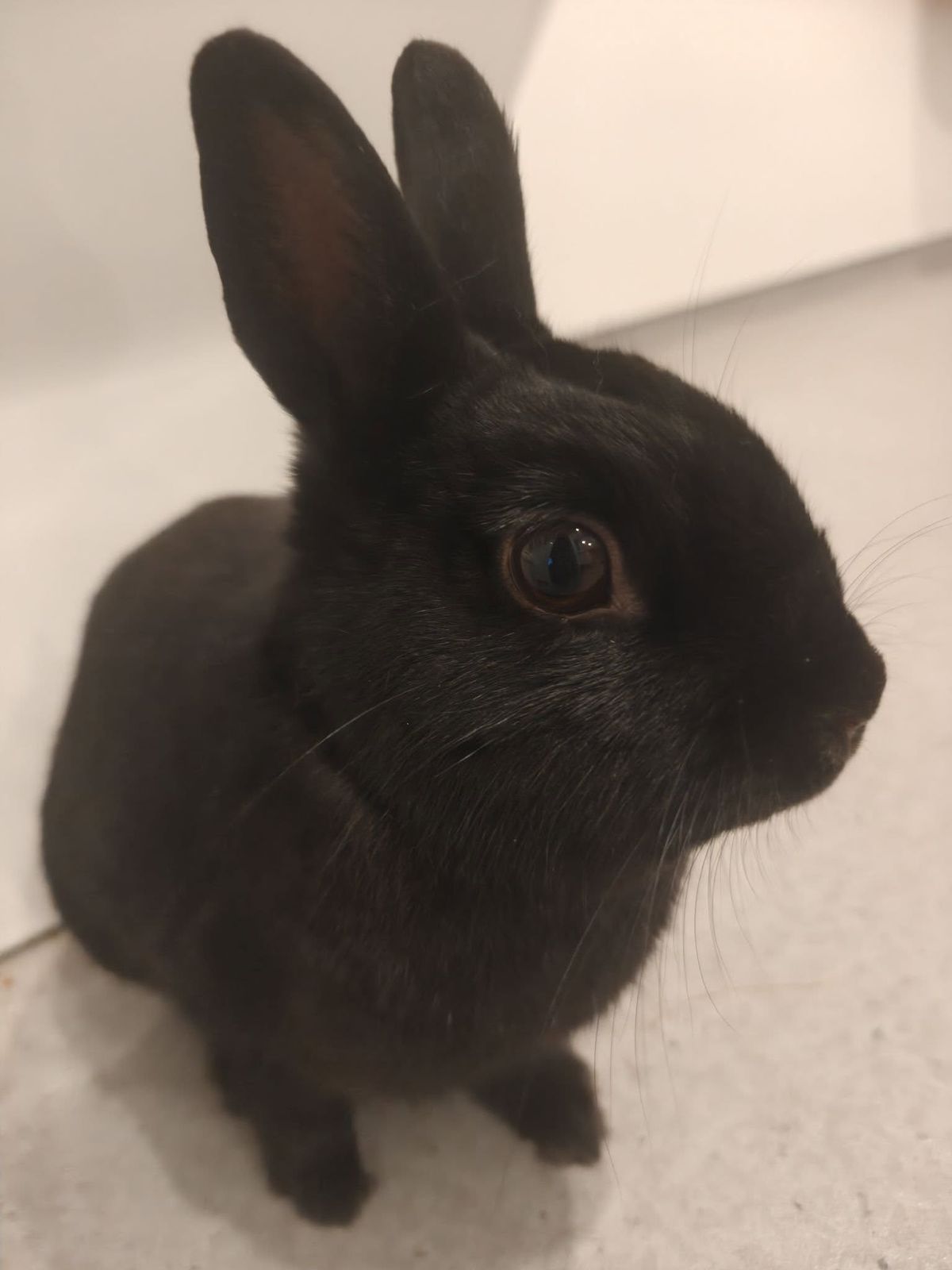 Gallery image: Pickle