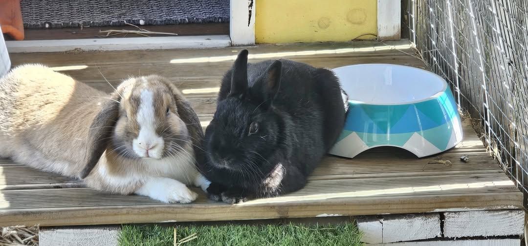 Gallery image: Pickle