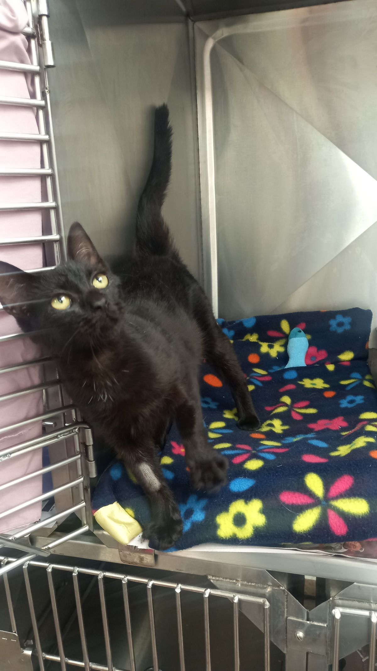 Gallery image: Raven