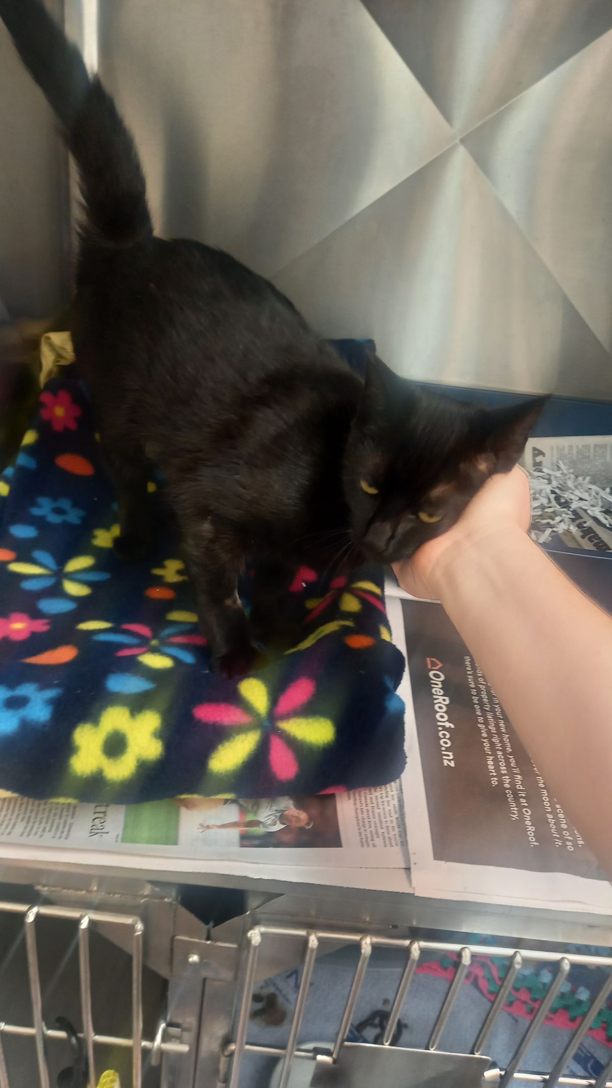 Gallery image: Raven