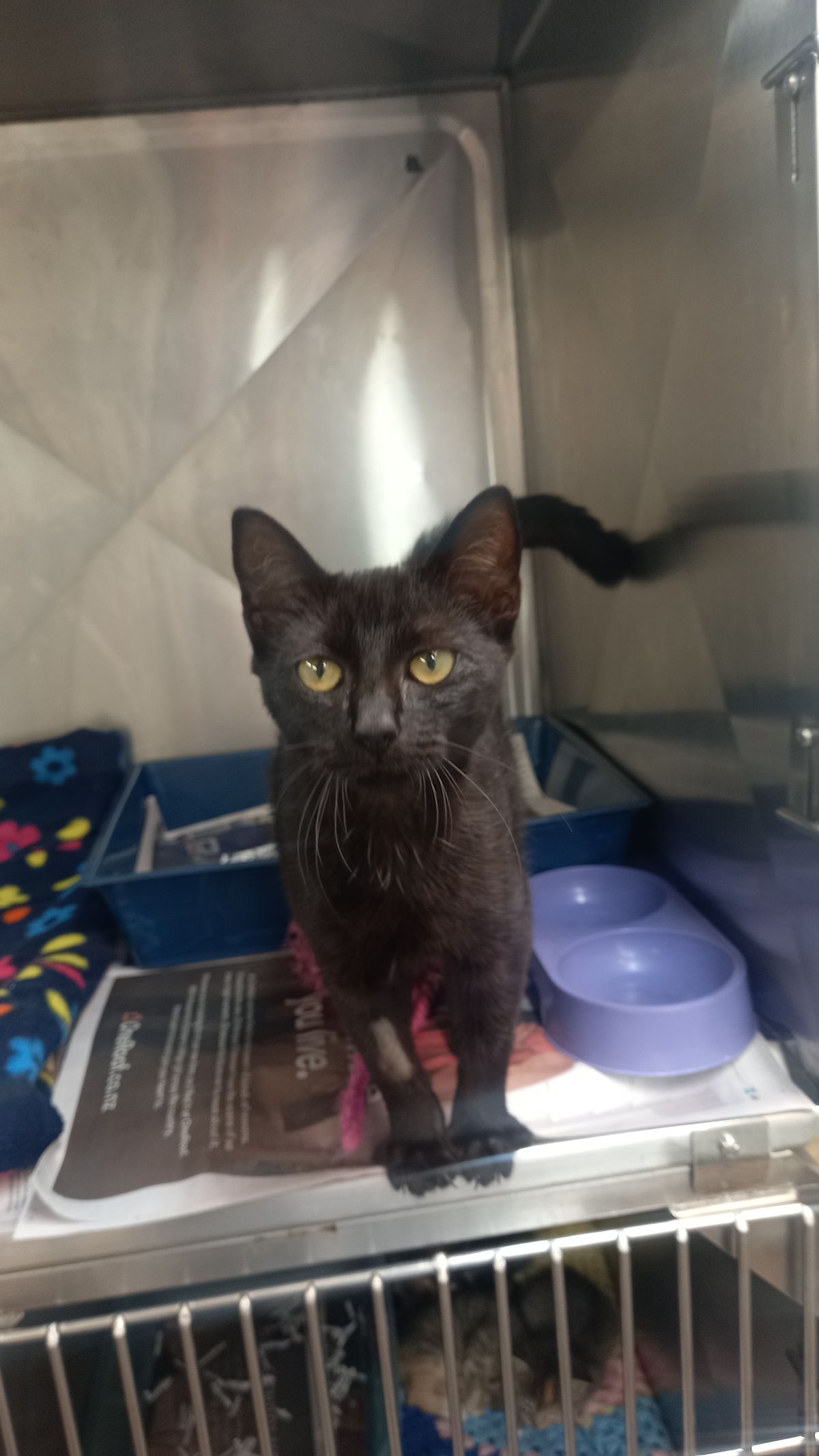 Gallery image: Raven