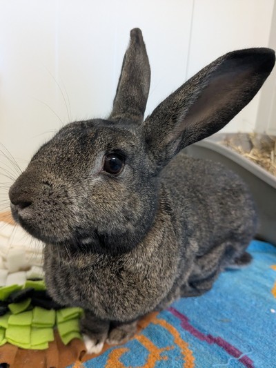 Benjamin - Flemish Giant