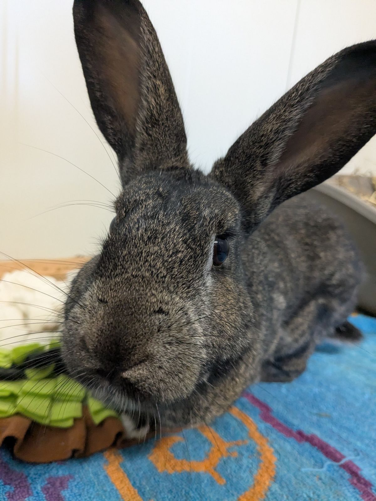 Gallery image: Benjamin