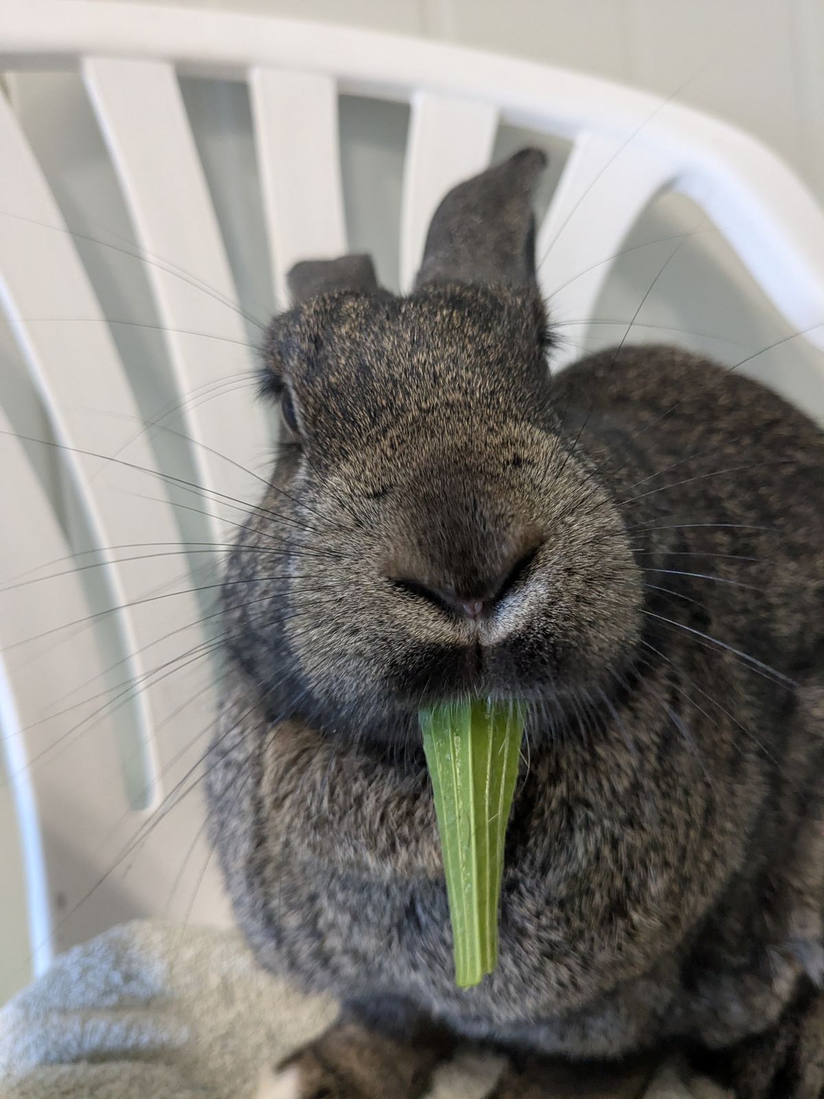 Gallery image: Benjamin