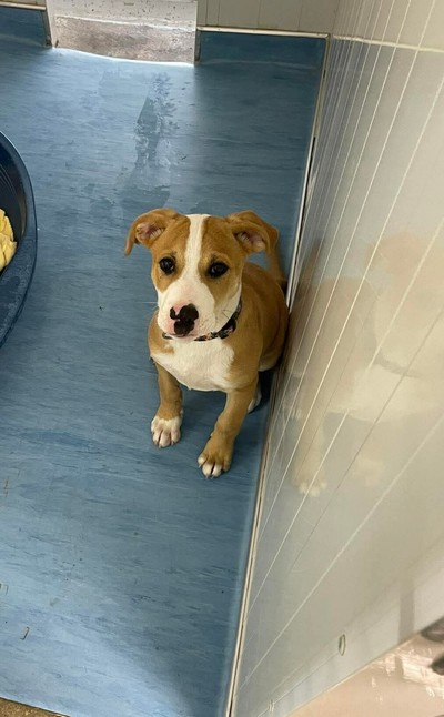 Teddy - Medium Cross Breed