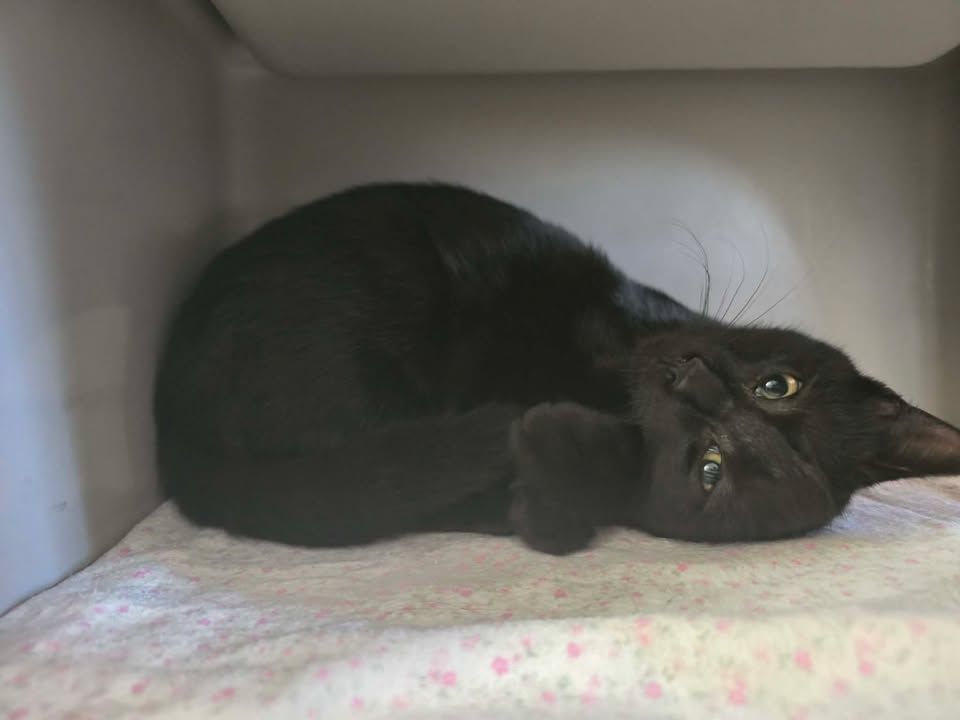 Gallery image: Rumble