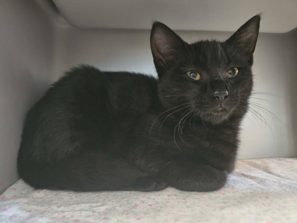 Gallery image: Rumble