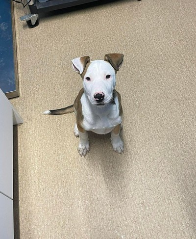 Snoopy - Medium Cross Breed