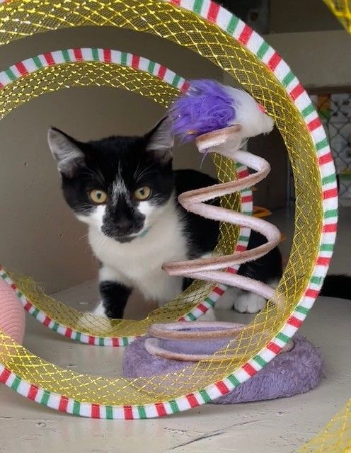 Gallery image: Dewey