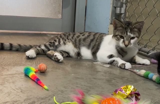 Gallery image: Louie