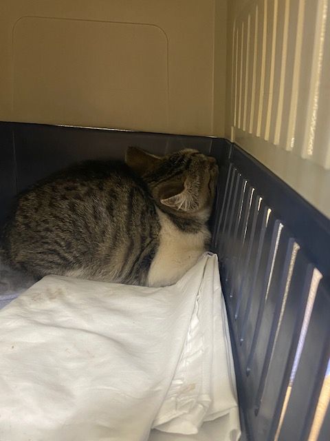 Gallery image: Louie