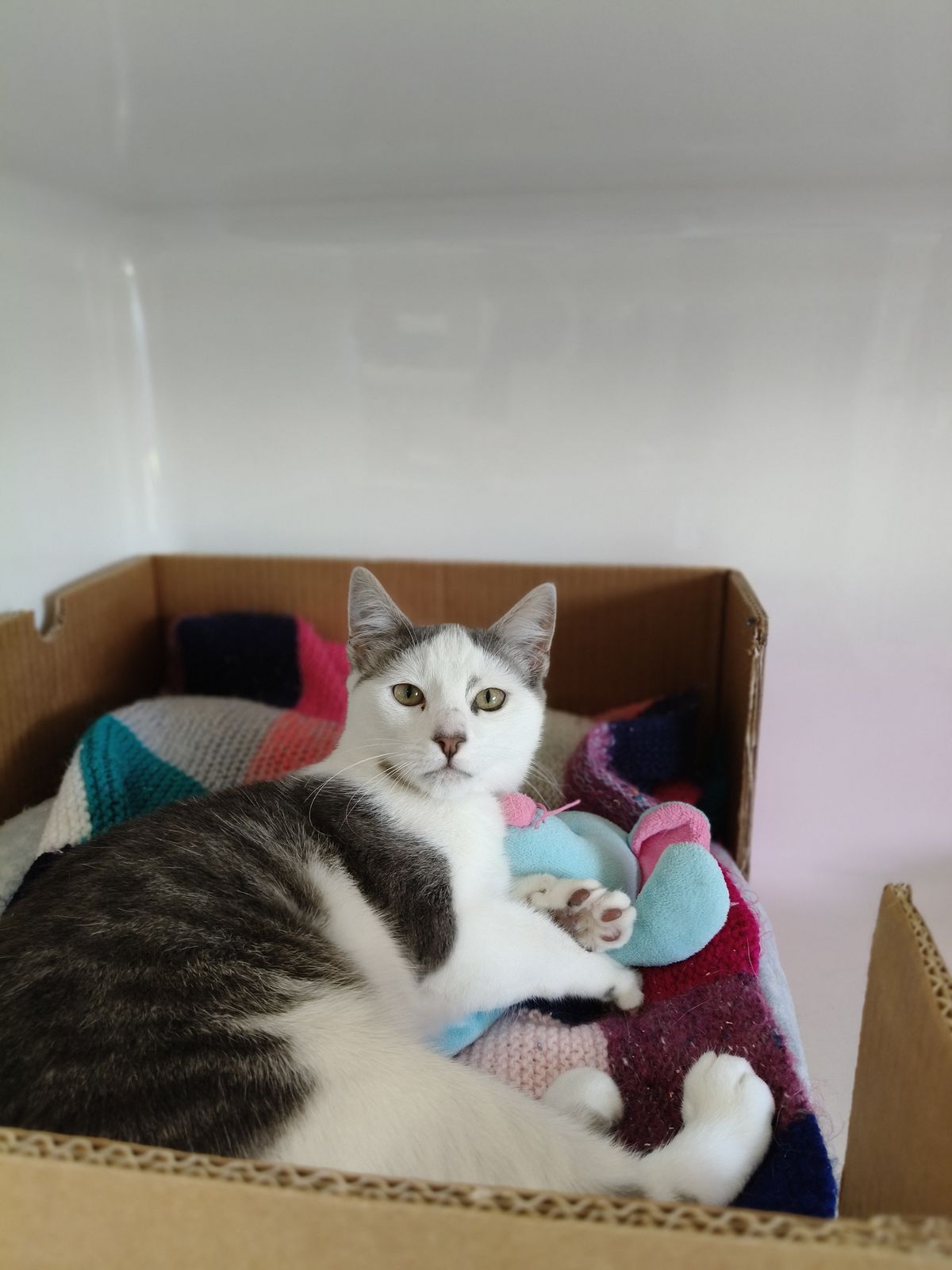 Gallery image: Slade