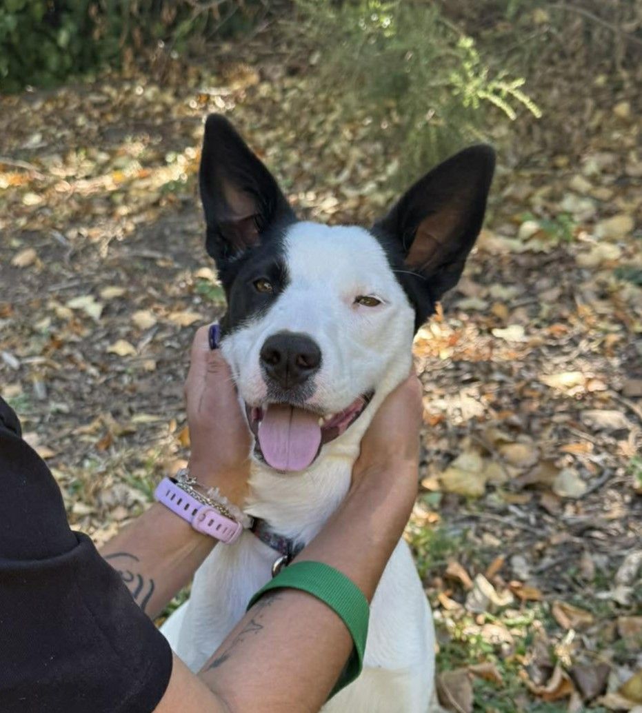 Gallery image: Pania