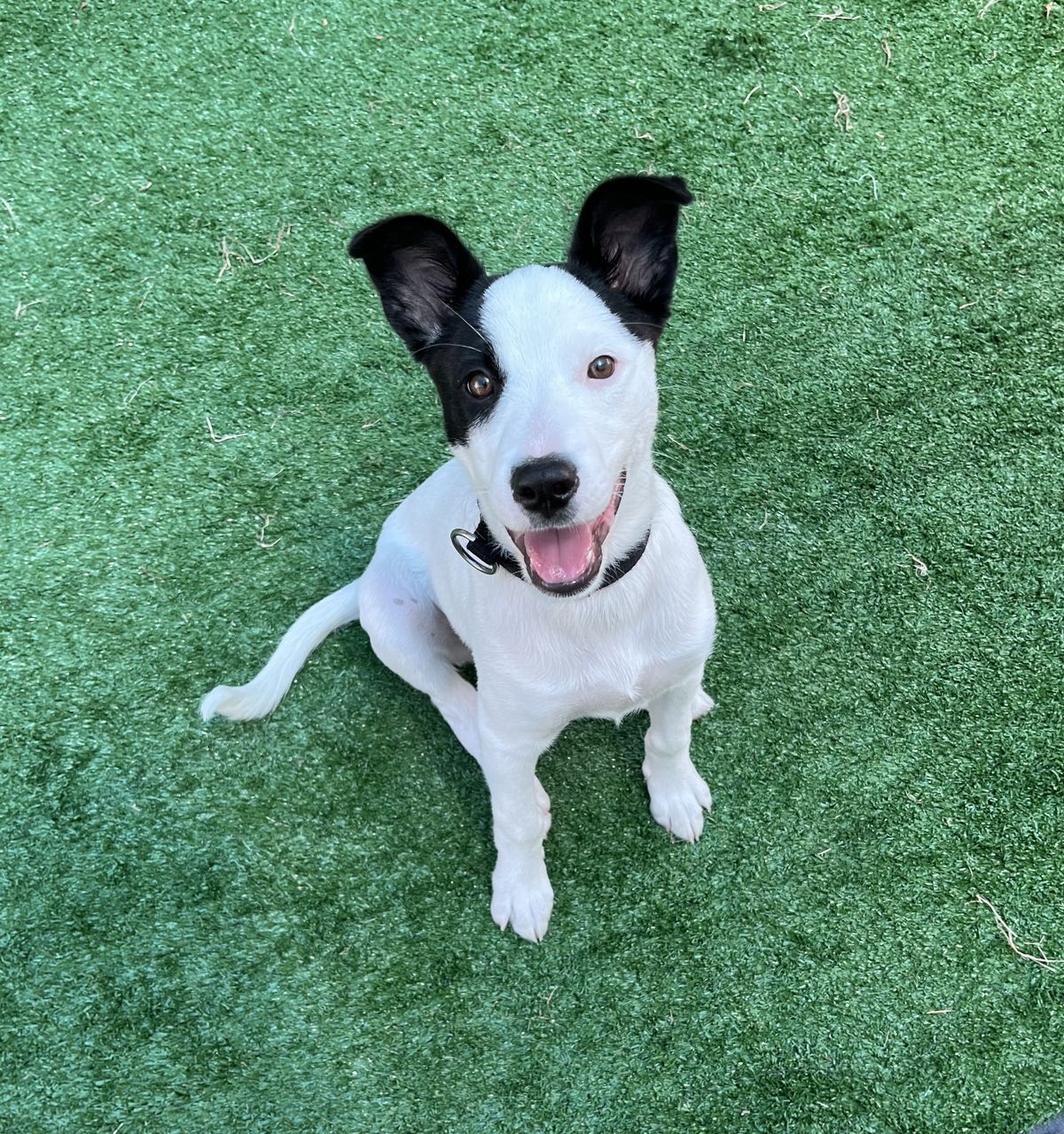 Gallery image: Pania