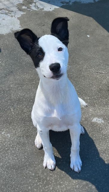 Gallery image: Pania