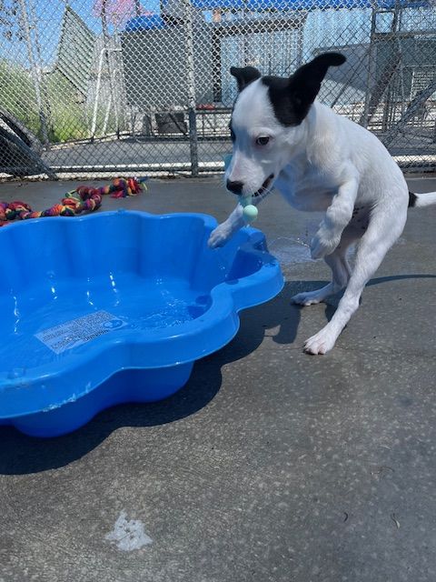 Gallery image: Pania