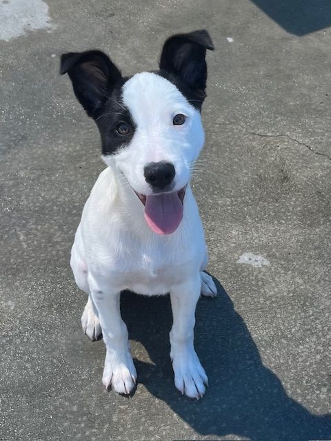 Gallery image: Pania