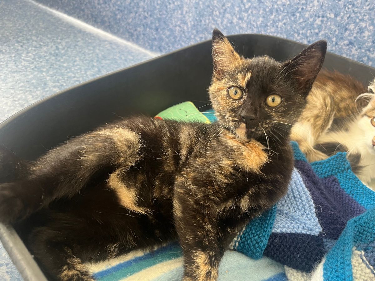 Gallery image: Bonita